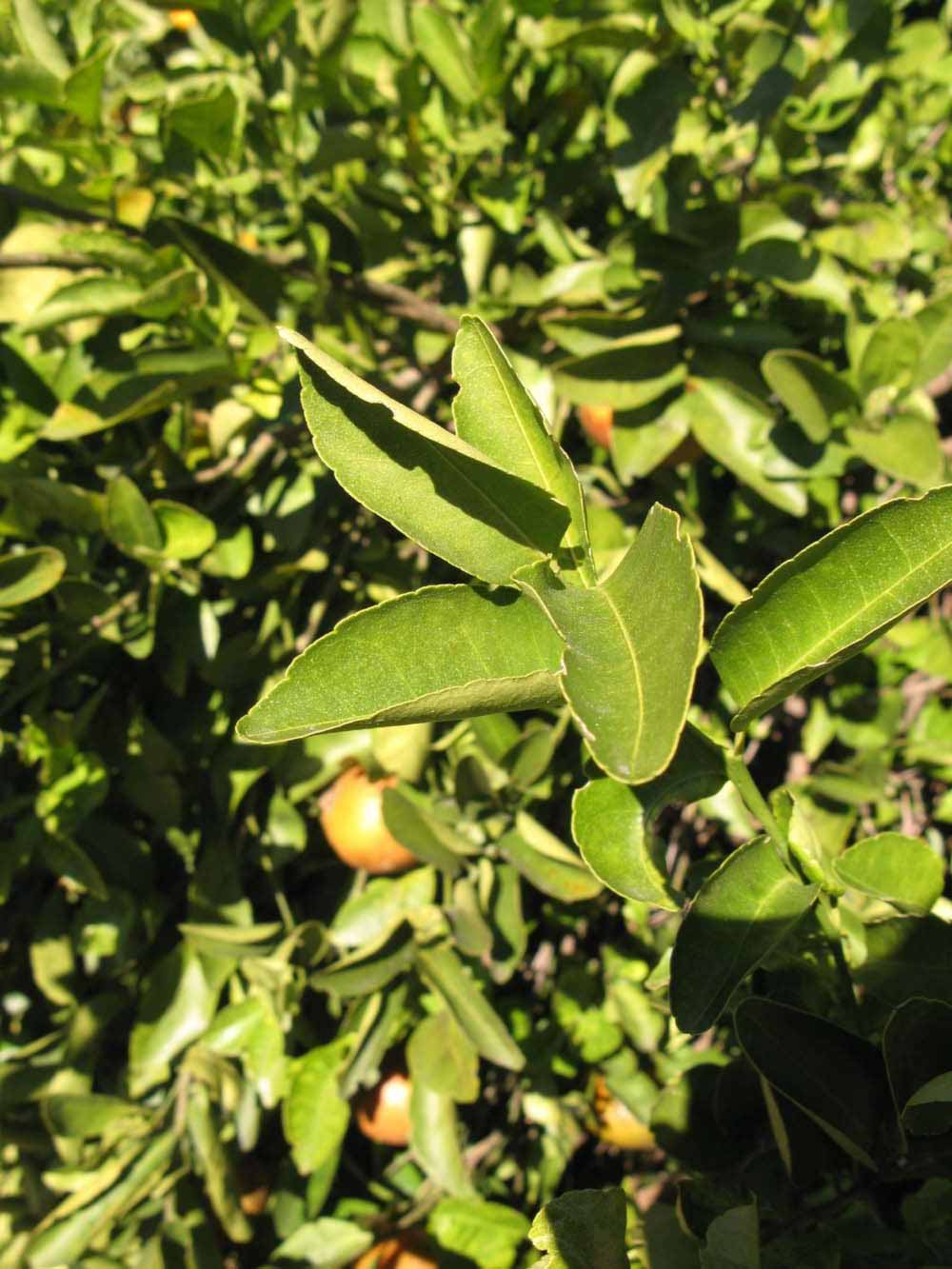              Sun leaves (Winter Haven, FL)       